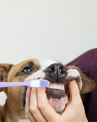 Zubná pasta pre psy kokos-banana neutralizuje zápach a odstraňuje zubný kameň Auna For Fauna - 2